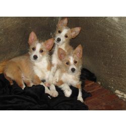 Podengo Portugus Mdio Cerdoso com LOP Pedigree
