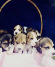 Filhotes De Beagle