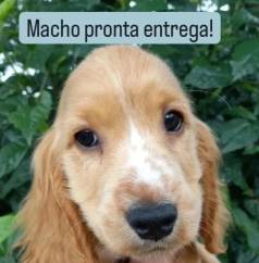 Cocker Spaniel Ingls Dcil