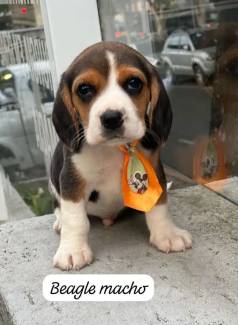 Filhote Beagle Macho