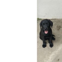 Labradores Puros