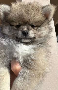 Filhotes Spitz Alem�o An�o / Lulu Da Pomerania