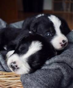 Border Collie Dois Filhotes