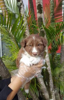 Border Choco - Lindo E Amoroso / Mais Carinhoso / Com Suporte Clinico Por 15 Dias