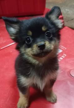 Filhotes Mestios Spitz Alemo