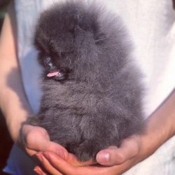 Spitz Alemo Ano e  ou Lulu da Pomernia  BLUE com LOP e AFIXO