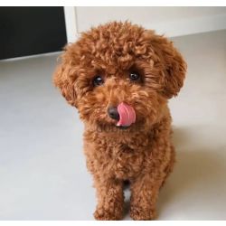 Cachorros Caniche Toy para adoo
