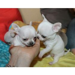 Cachorros Chihuahua minsculos examinados por veterinrios