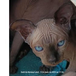 Sphynx com LOP