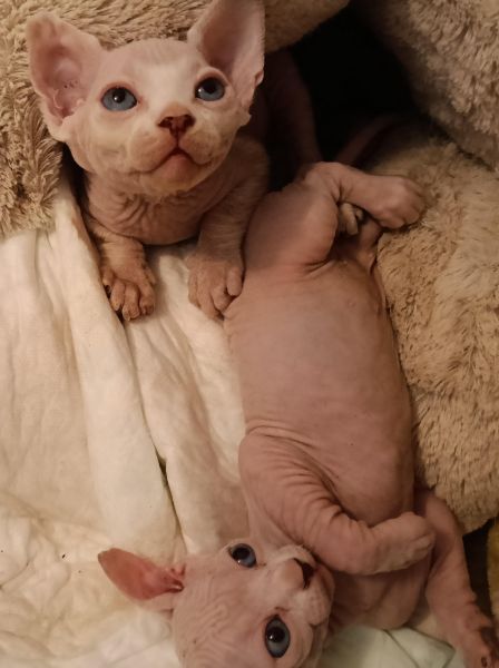 Sphynx com LOP