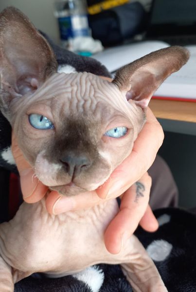 Sphynx com LOP