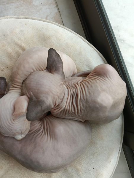 Sphynx com LOP