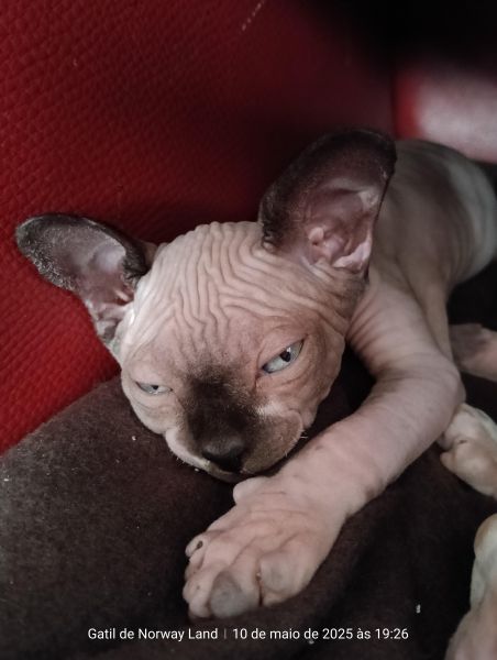 Sphynx com LOP