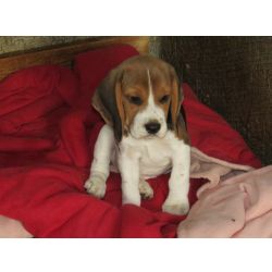 Beagle Tricolor de Qualidade LOP  Pedigree Afixo Pequeno Porte
