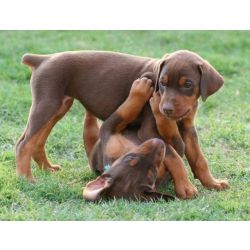 Doberman