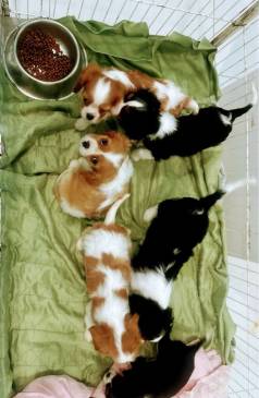 Cavalier King Charles Spaniel