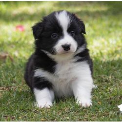 Border Collie