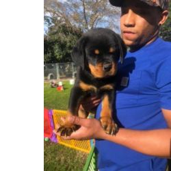 Rottweiler muito meigos