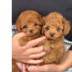 Cachorros Caniche Toy disponivel