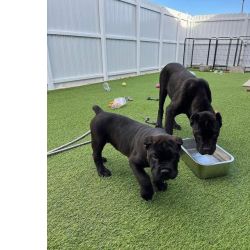 Muito meigos cachorros Cane Corso