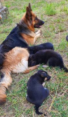 Filhotes De Pastor Alem�o