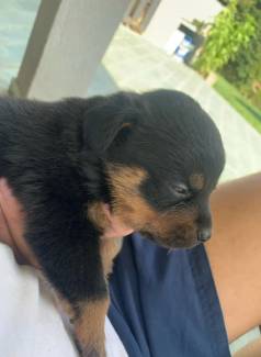 Filhote Rottweiler Puro (macho)