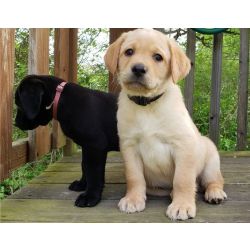 Cachorros Labrador Retriever