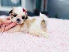 Shih Tzu Fmea Mini Com Pedigree