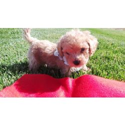 Lindos cachorros Goldendoodle