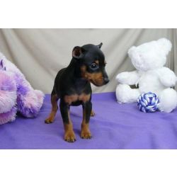 Cachorros Pinscher Miniatura
