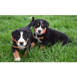 cachorros fofos de co da montanha suo maior