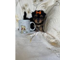 Cachorros Morkie para adoo