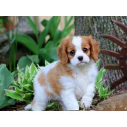 Adquira um cachorro Cavalier King Charles de sonho
