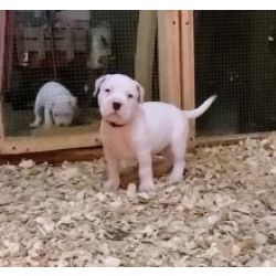 Cachorros Dogue Argentino disponvel