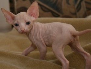 Dois gatinhos de Sphynx