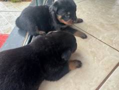 Cachorro - Filhotes De Rottweiler
