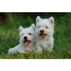 West Terrier