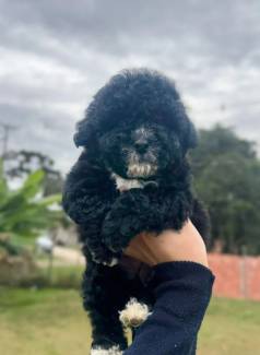 Filhote De Poodle Blak Ja Com 68 Dias