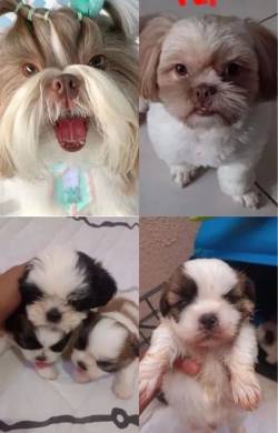 Filhote De Shitzu Miniatura