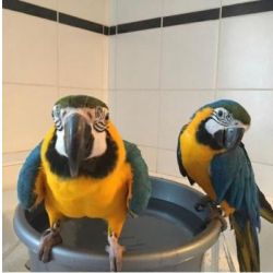 Arara ararauna azul e amarela bbes