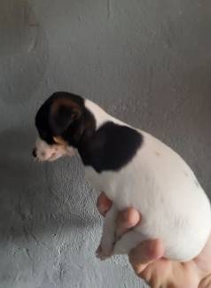 Casal De Pincher A Venda  F�mea Preta Branca Macho Branco  M�e 1 Pai 0