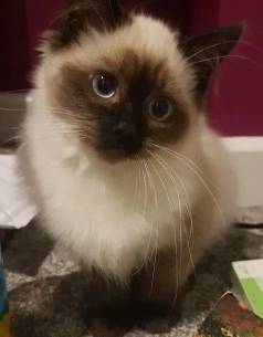 Lidos Filhotes De Siames Alegrar Sua Casa!!!