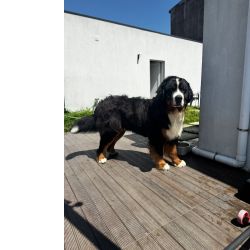 BOUVIER BERNOIS DISPONVEL PARA MONTAS