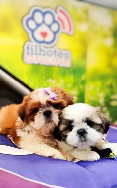 Filhotes De Shih Tzu Super Top!