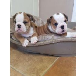 Cachorros Bulldog Ingls