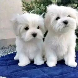 Machos e fmeas cachorros Bichon Malts disponveis