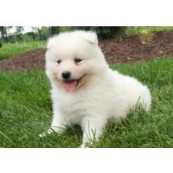 Lindos cachorrinhos Samoiedo