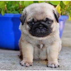 Pug