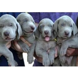 Weimaraner