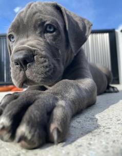 Cane Corso Excelente Linnhagem De Femea E Macho